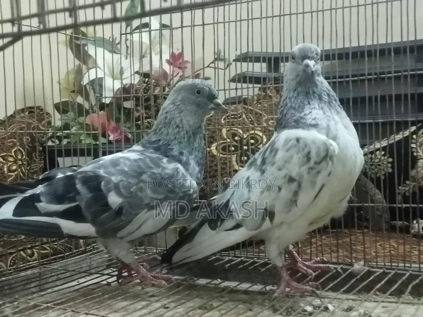 সিলভার রানিং জোড়া