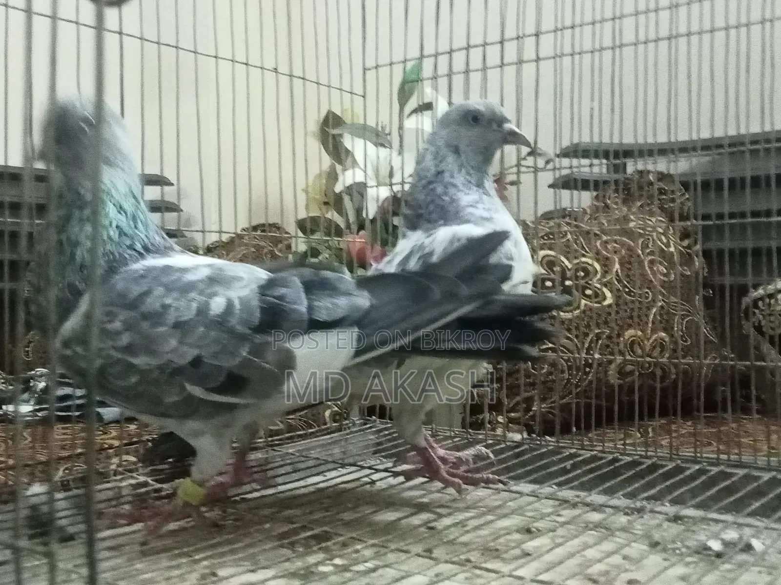 সিলভার রানিং জোড়া