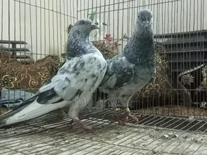সিলভার রানিং জোড়া