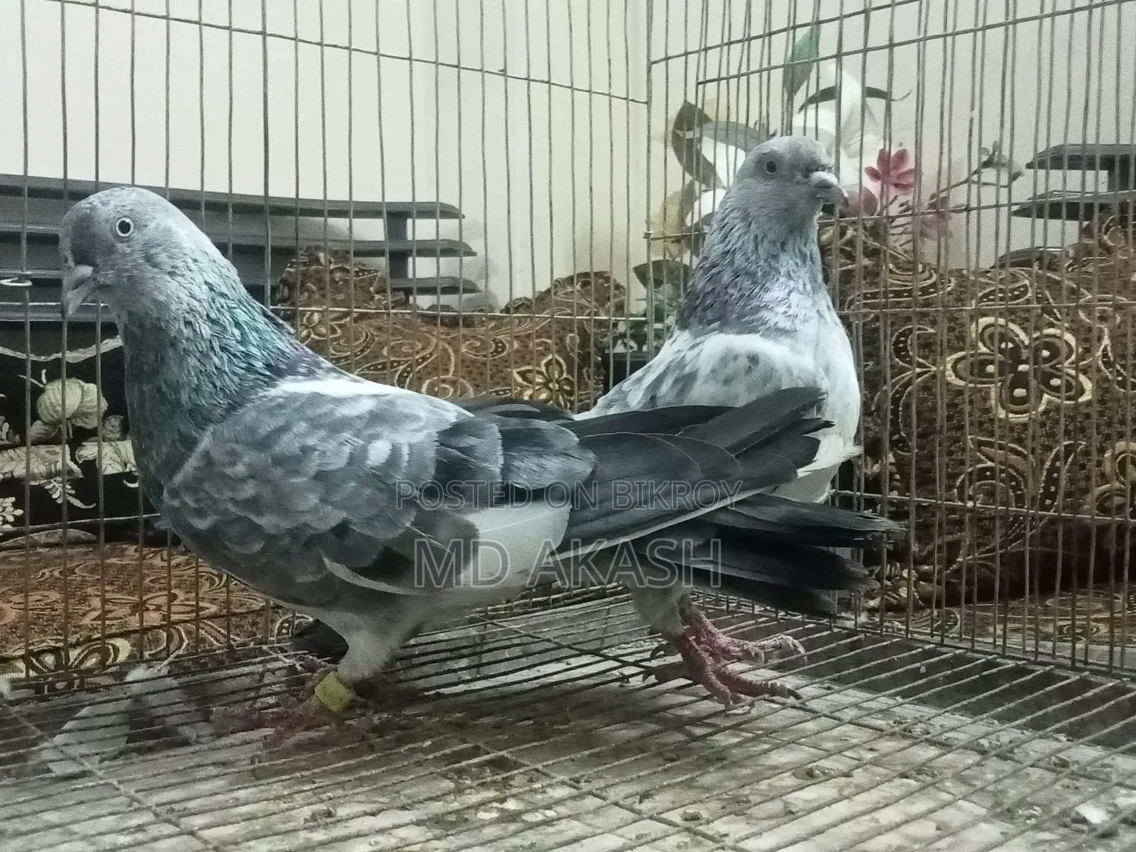 সিলভার রানিং জোড়া