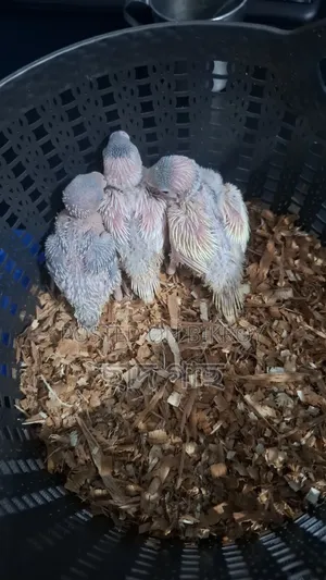 Budgerigar Baby for Sell
