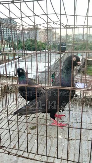 গিরিবাজ কবুতর