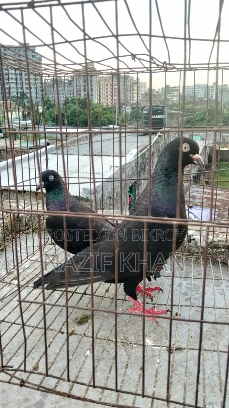 গিরিবাজ কবুতর