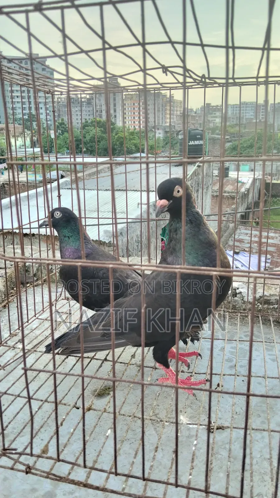 গিরিবাজ কবুতর