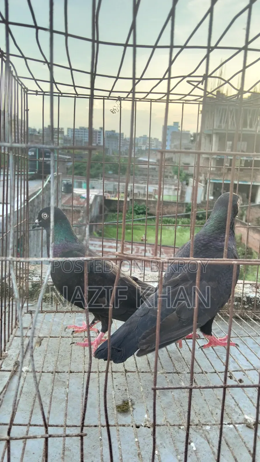 গিরিবাজ কবুতর