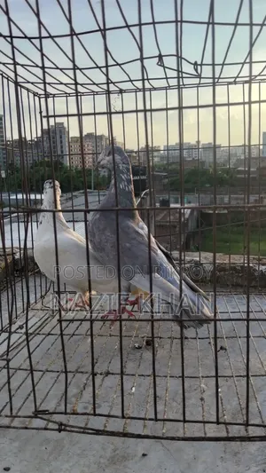 গিরিবাজ কবুতর