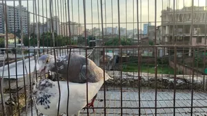 গিরিবাজ কবুতর