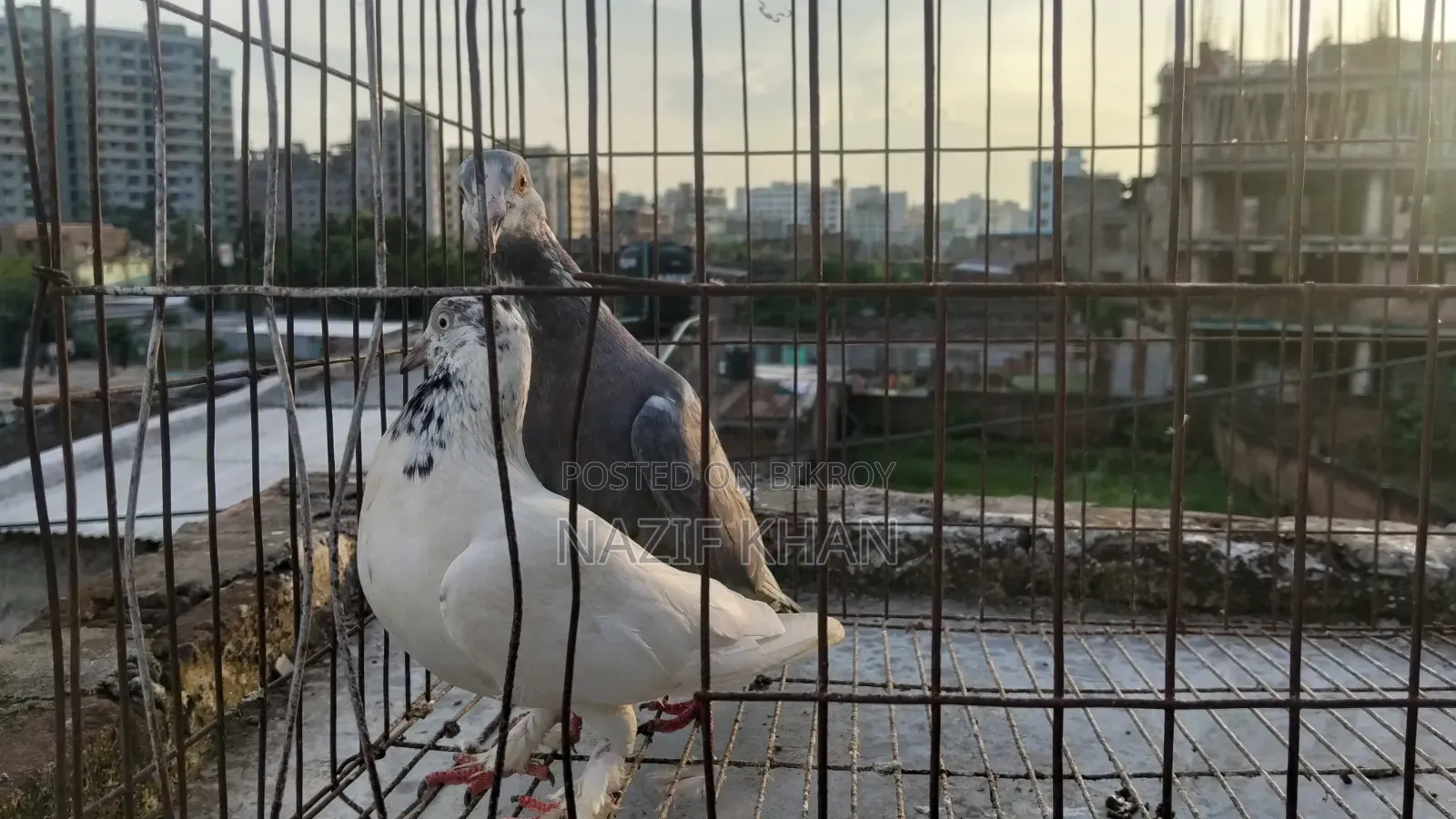 গিরিবাজ কবুতর
