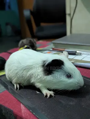 Guinea Pig