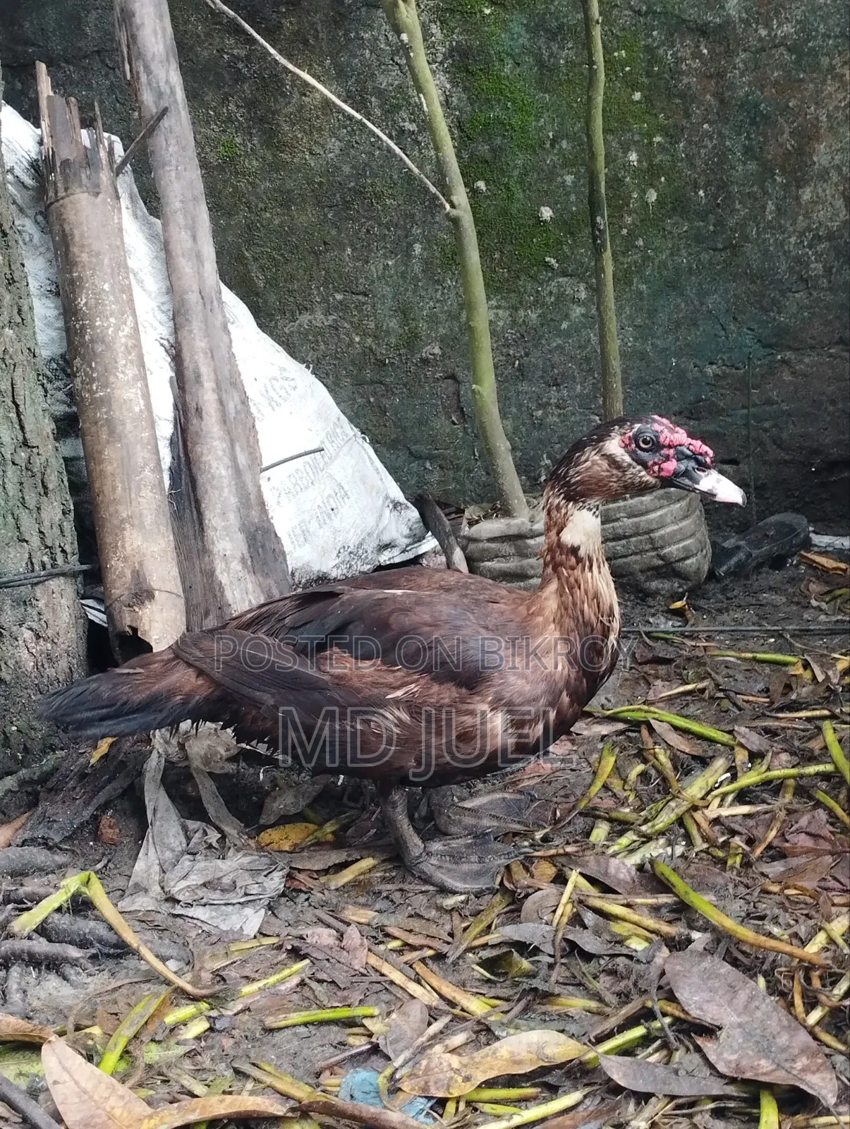 দুইটি চিনা হাঁস বিক্রি করা হবে