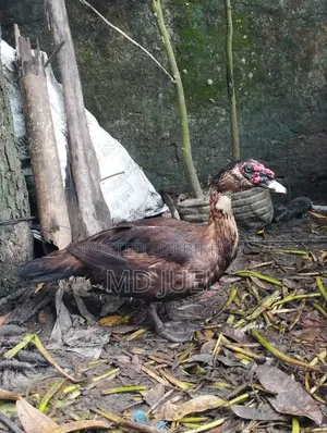 দুইটি চিনা হাঁস বিক্রি করা হবে
