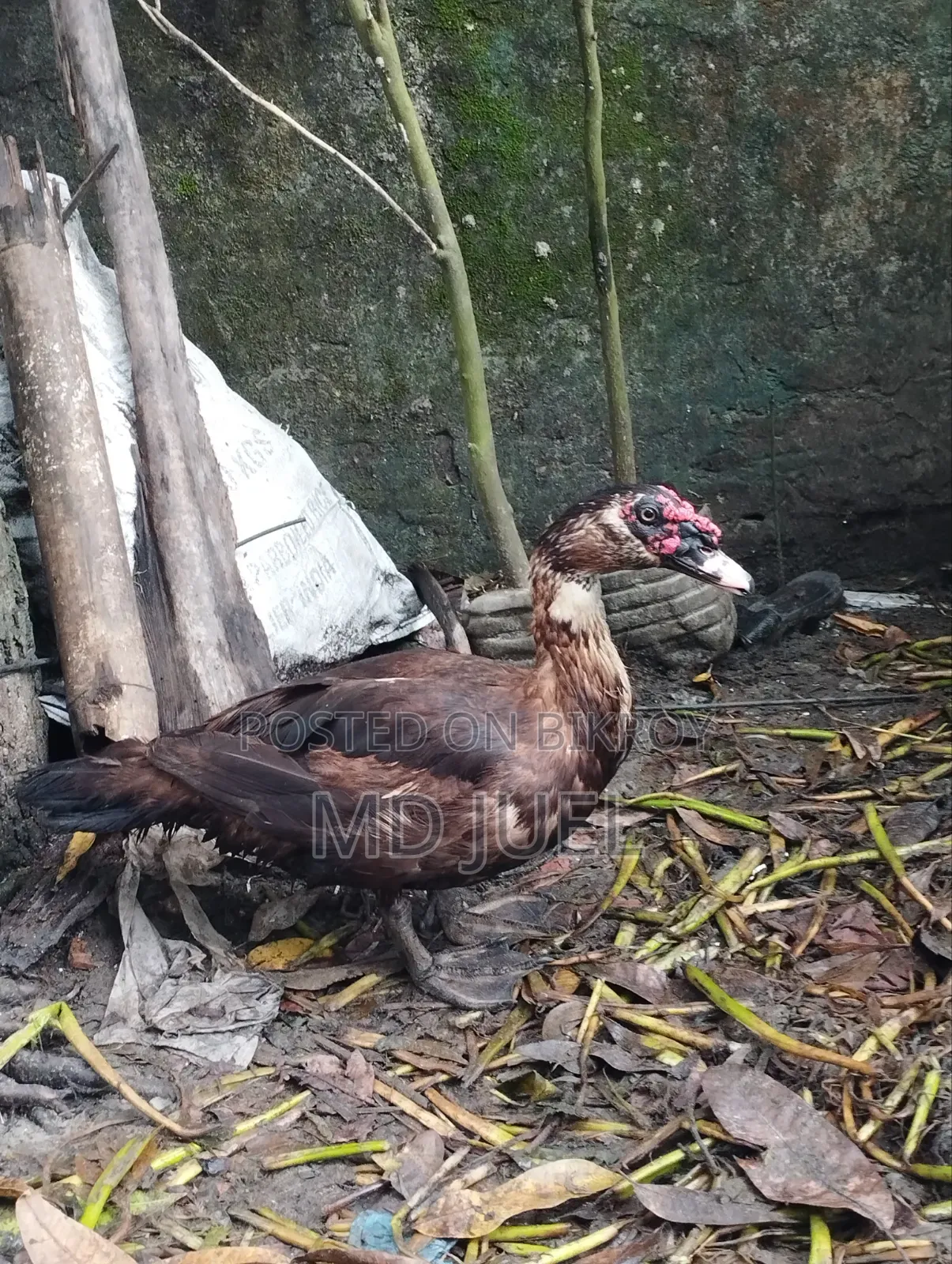 দুইটি চিনা হাঁস বিক্রি করা হবে