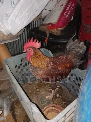 বাড়ি পালা খাওয়ার ও পালার জন্য পারফেক্ট