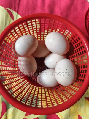 বাফ ব্রাহমা মুরগীর বিজ ডিম