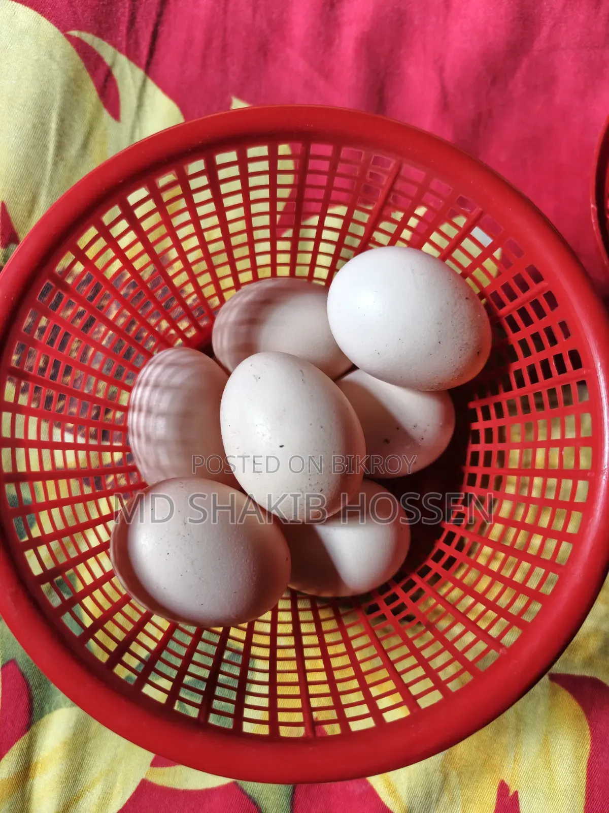 বাফ ব্রাহমা মুরগীর বিজ ডিম