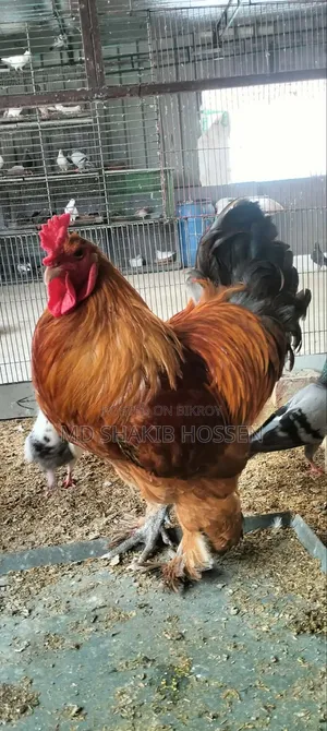 বাফ ব্রাহমা মুরগীর বিজ ডিম