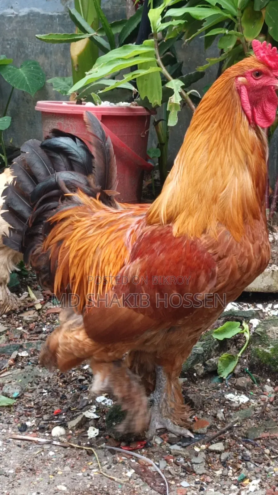 বাফ ব্রাহমা মুরগীর বিজ ডিম