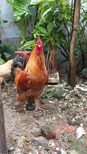 বাফ ব্রাহমা মুরগীর বিজ ডিম