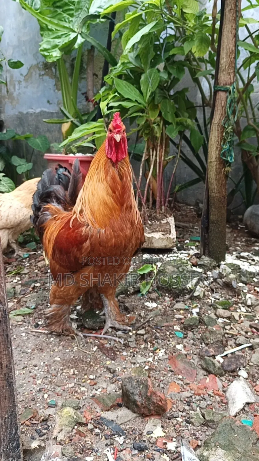 বাফ ব্রাহমা মুরগীর বিজ ডিম