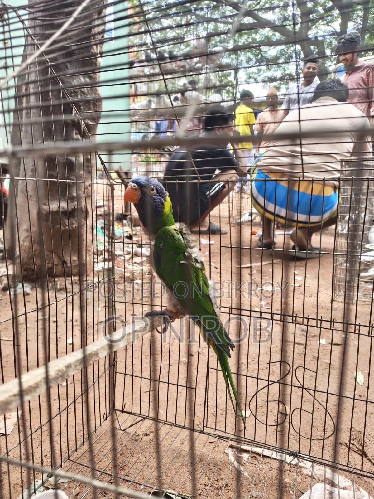 Rainbow Lorikeet