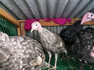 টার্কি মুরগি Turkey