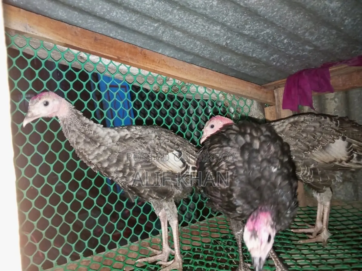 টার্কি মুরগি Turkey