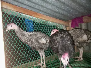 টার্কি মুরগি Turkey