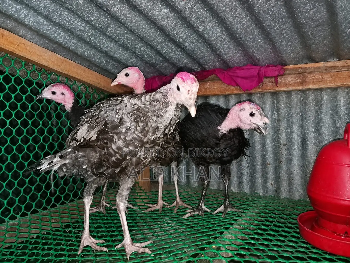 টার্কি মুরগি Turkey