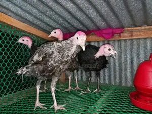 টার্কি মুরগি Turkey