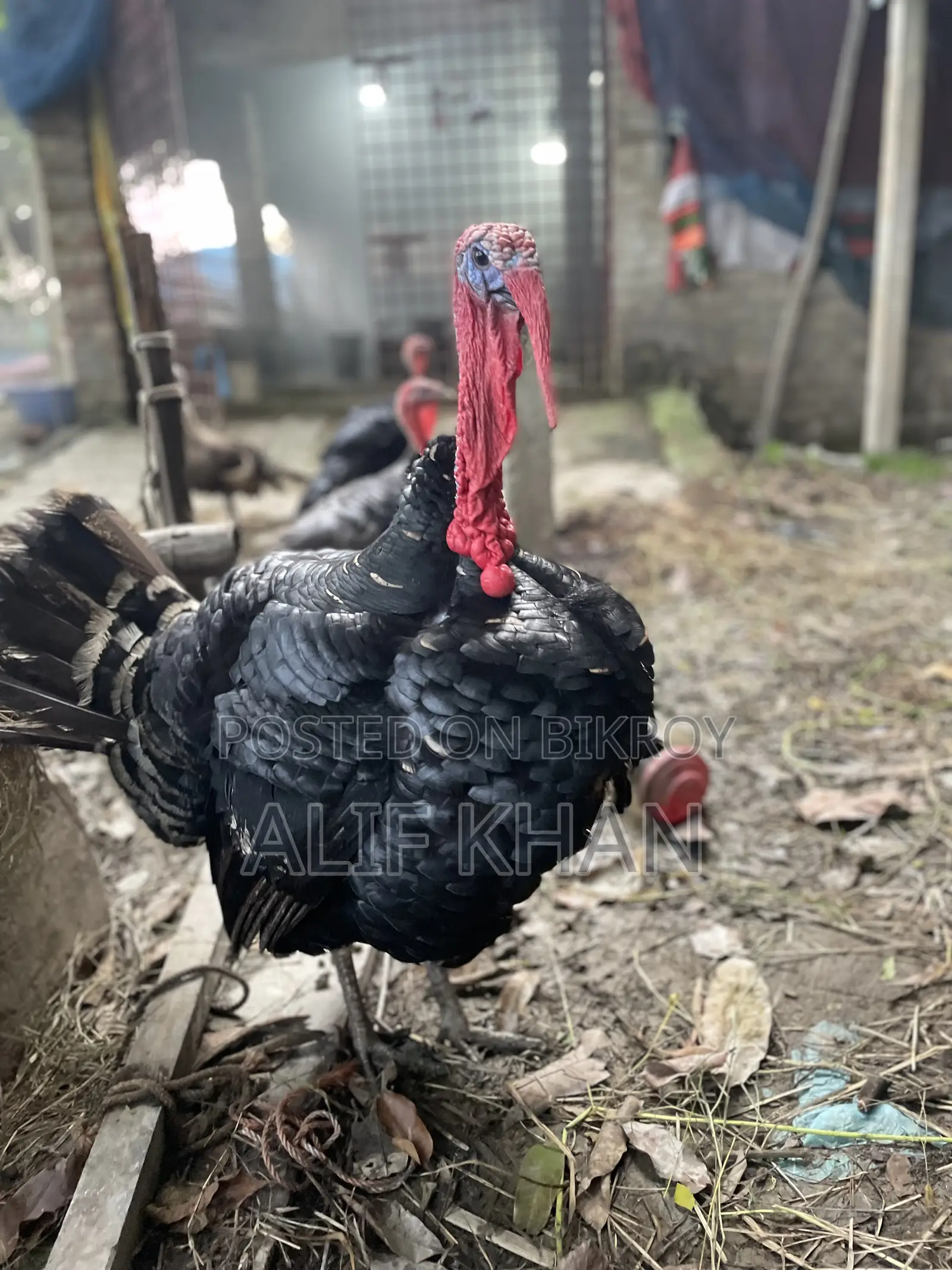 টার্কি মুরগি Turkey