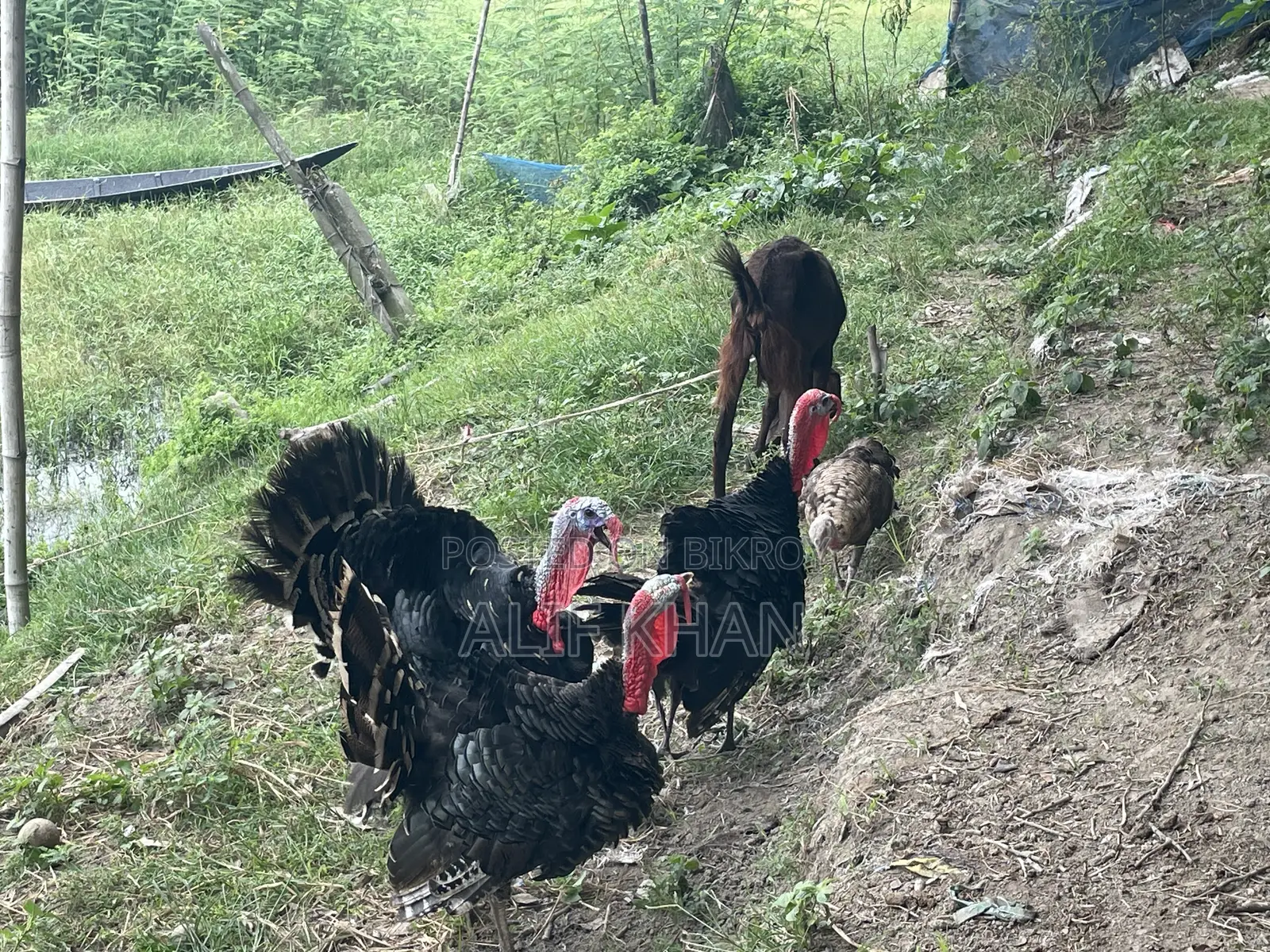 টার্কি মুরগি Turkey