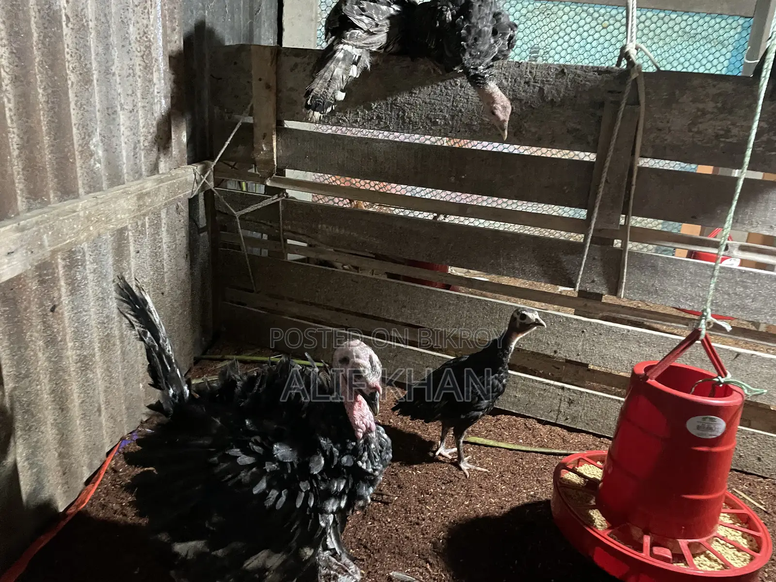 টার্কি মুরগি Turkey