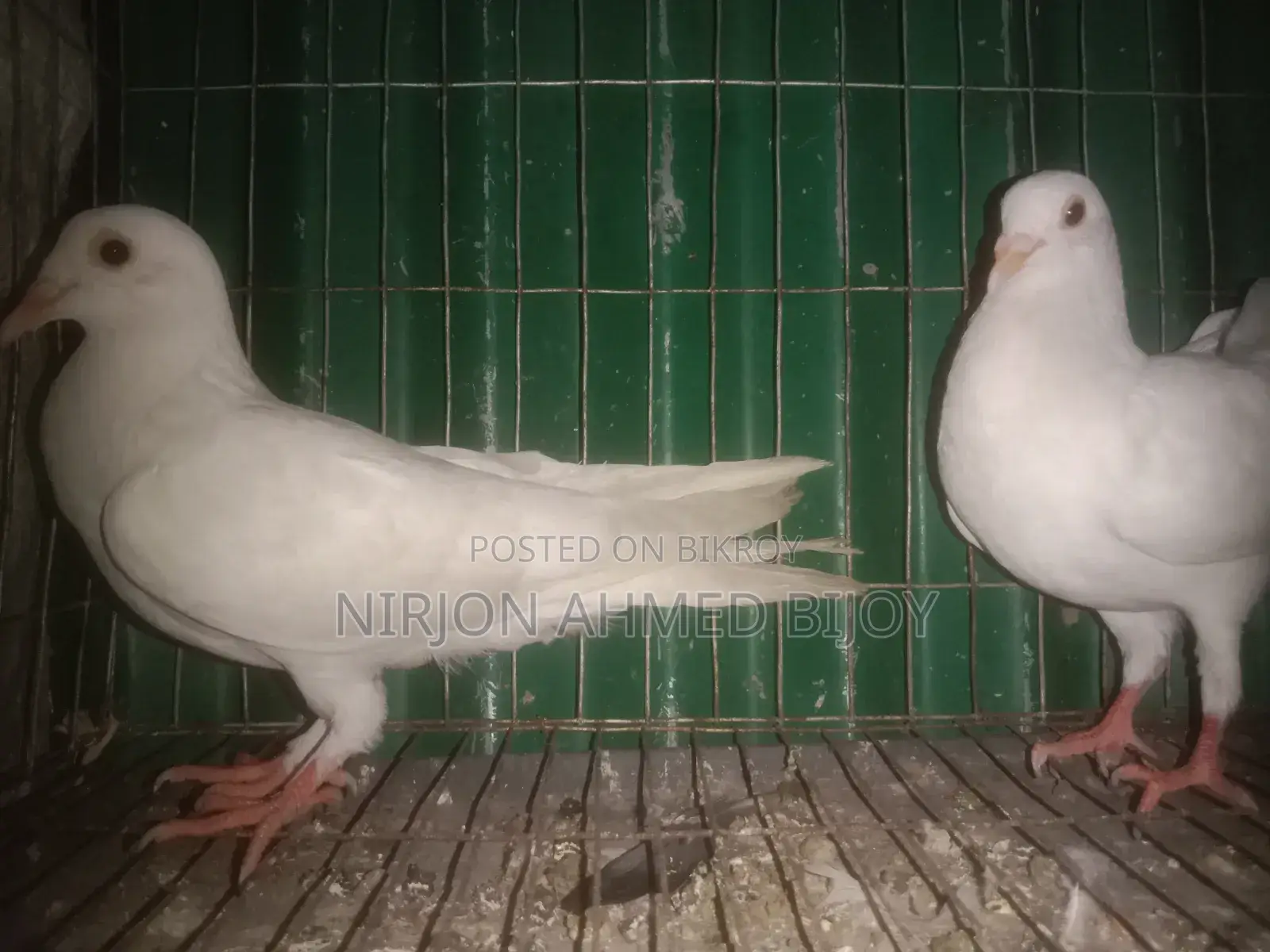 কাঁকজি কবুতর বিক্রি করা হবে