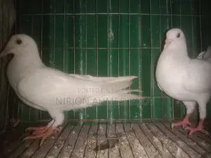কাঁকজি কবুতর বিক্রি করা হবে