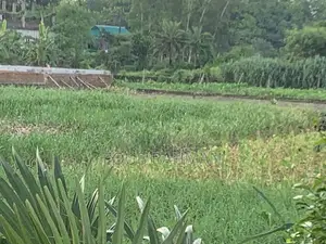 জমির পরিমাণ ৮ শতক