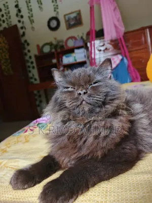 6-12 Months Male Purebred Persian