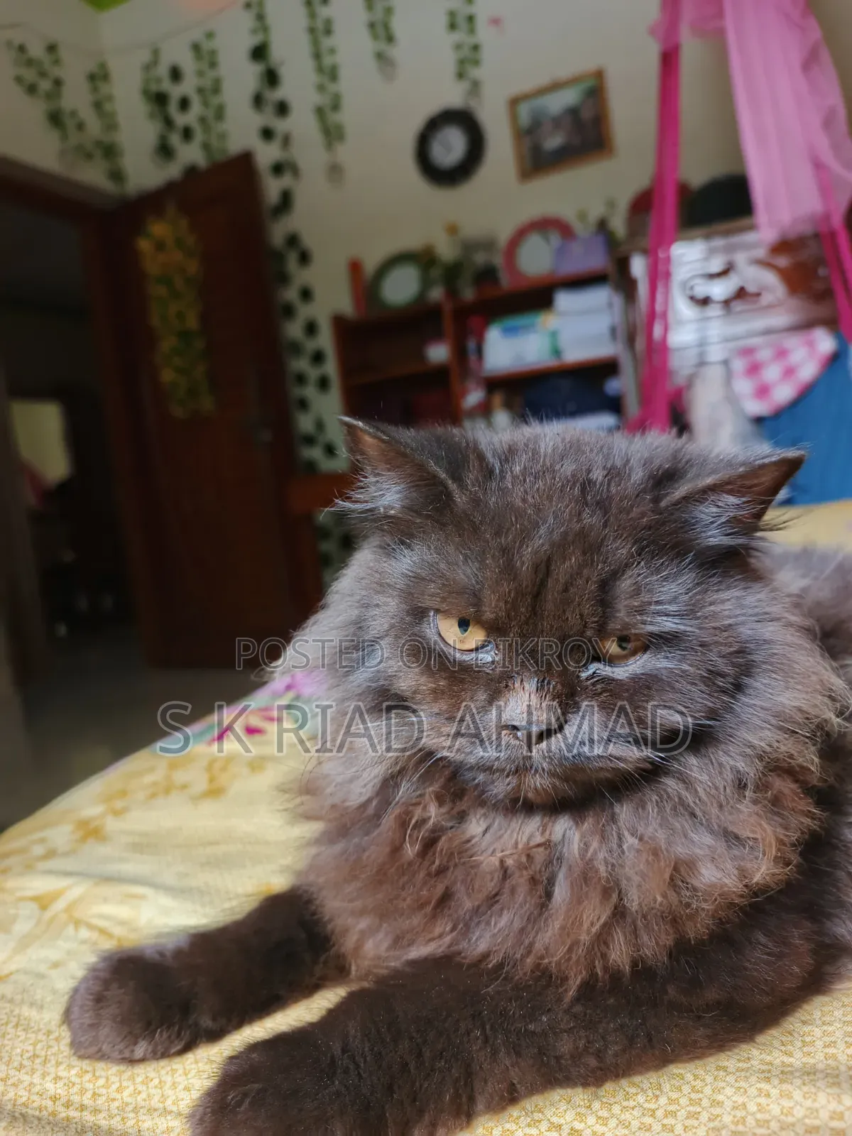 6-12 Months Male Purebred Persian