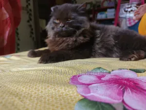 6-12 Months Male Purebred Persian