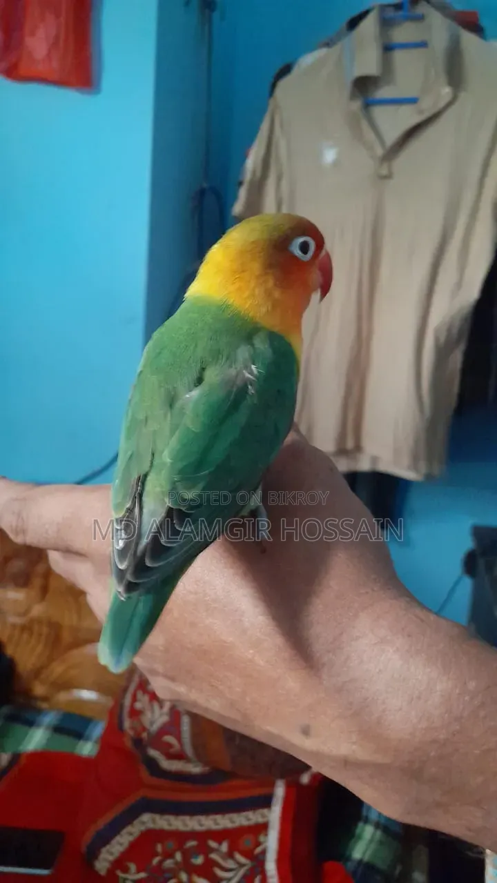 লাভ বার্ড সুপারটেম