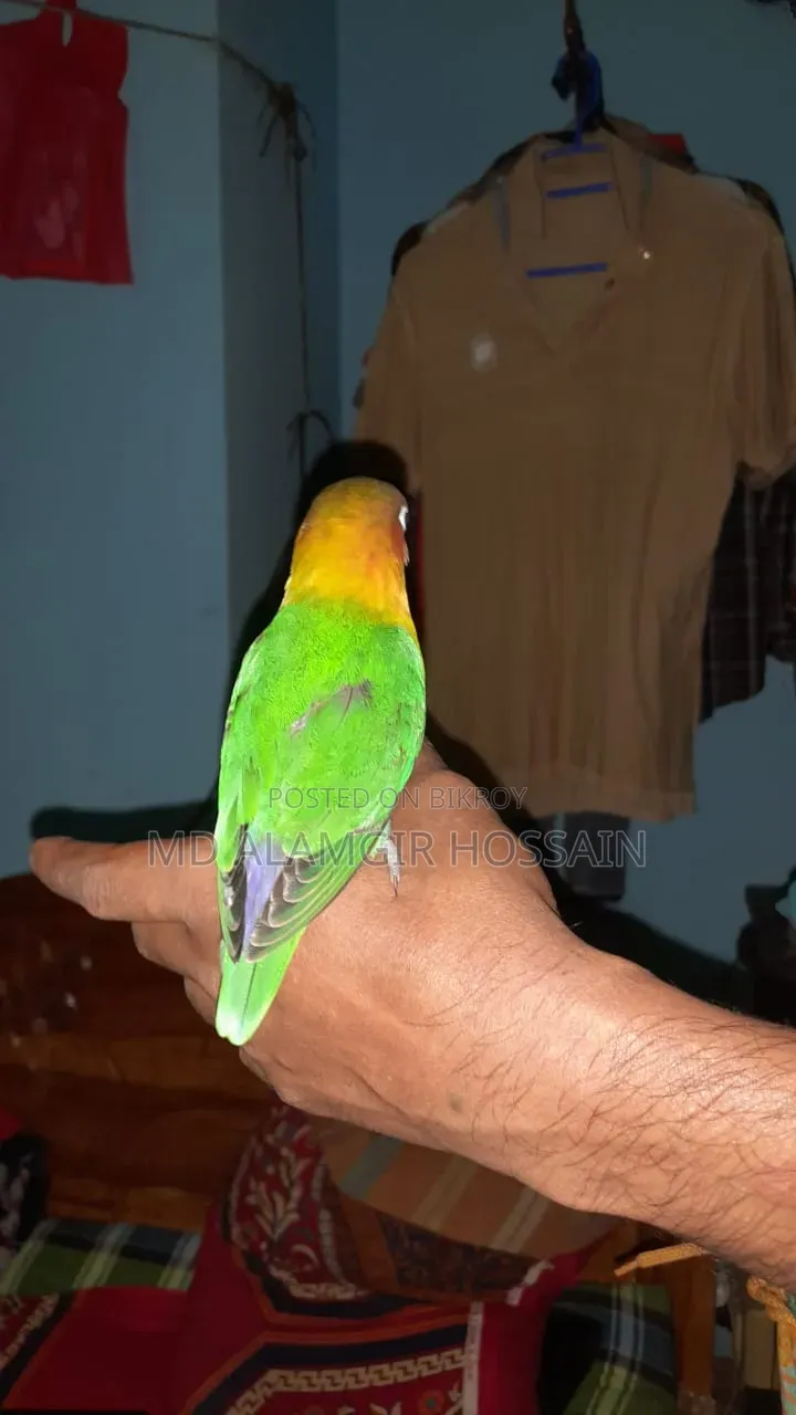 লাভ বার্ড সুপারটেম