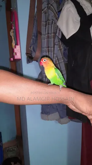 লাভ বার্ড সুপারটেম