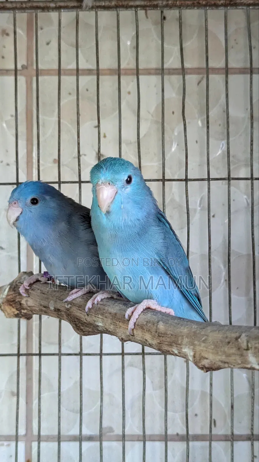 Cobalt Forpus Pair