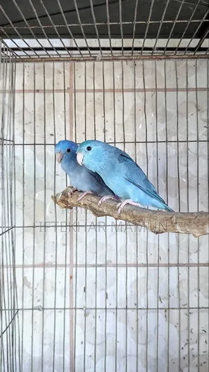 Cobalt Forpus Pair