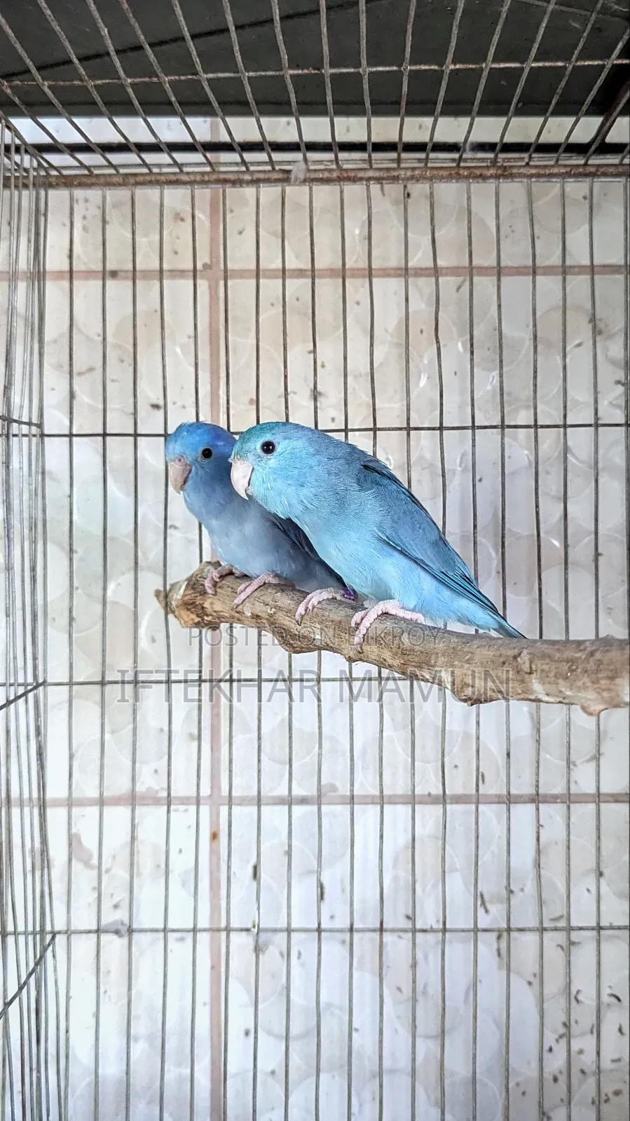 Cobalt Forpus Pair