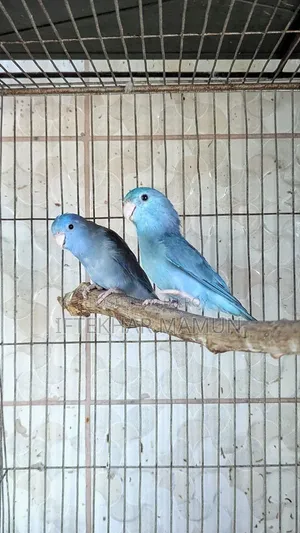 Cobalt Forpus Pair