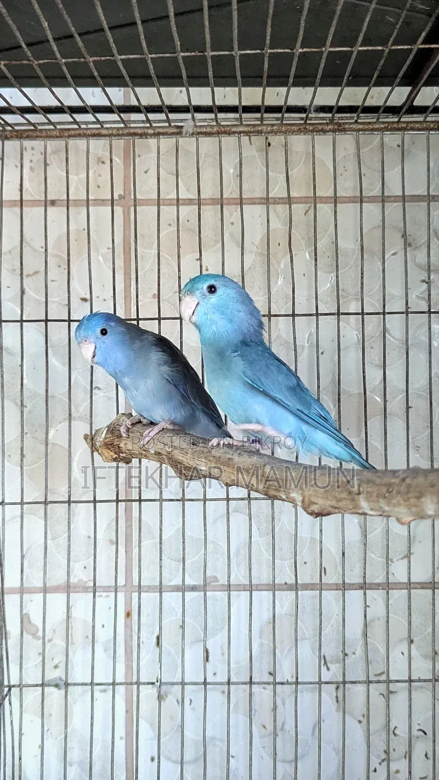 Cobalt Forpus Pair