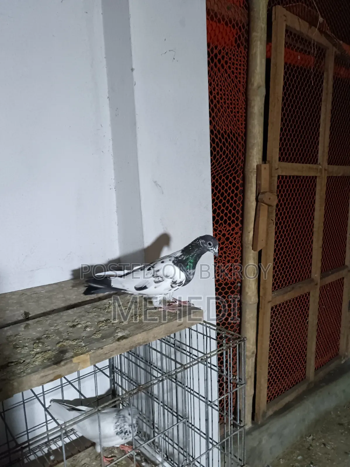 Repid Kamagar Kobutor 1 Ta Trusted 