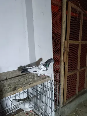 Repid Kamagar Kobutor 1 Ta Trusted 