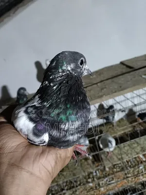 Repid Kamagar Kobutor 1 Ta Trusted 