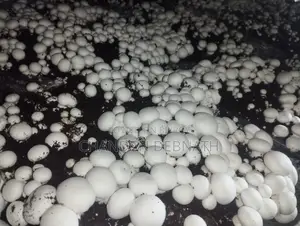 তাজা বাটন মাশরুম